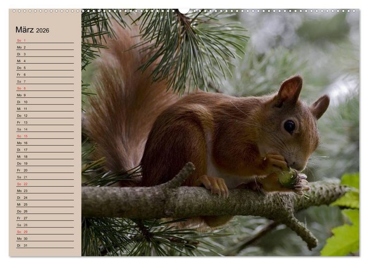 Produktbild: Eichh&ouml;rnchen. Wo sind blo&szlig; die N&uuml;sse? (hochwertiger Premium Wandkalender 2026 DIN A2 quer), Kunstdruck in Hochglanz