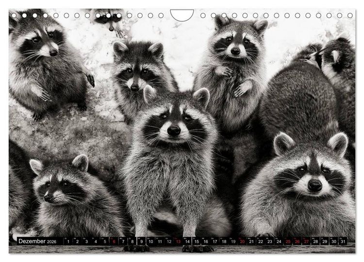 Produktbild: Waschb&auml;ren - Maskierte Gauner (Wandkalender 2026 DIN A4 quer), CALVENDO Monatskalender