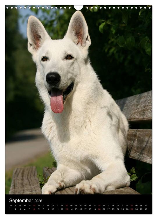 Produktbild: Deutscher Sch&auml;ferhund (Wandkalender 2026 DIN A3 hoch), CALVENDO Monatskalender