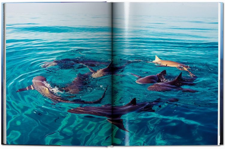 Produktbild: Michael Muller. Sharks