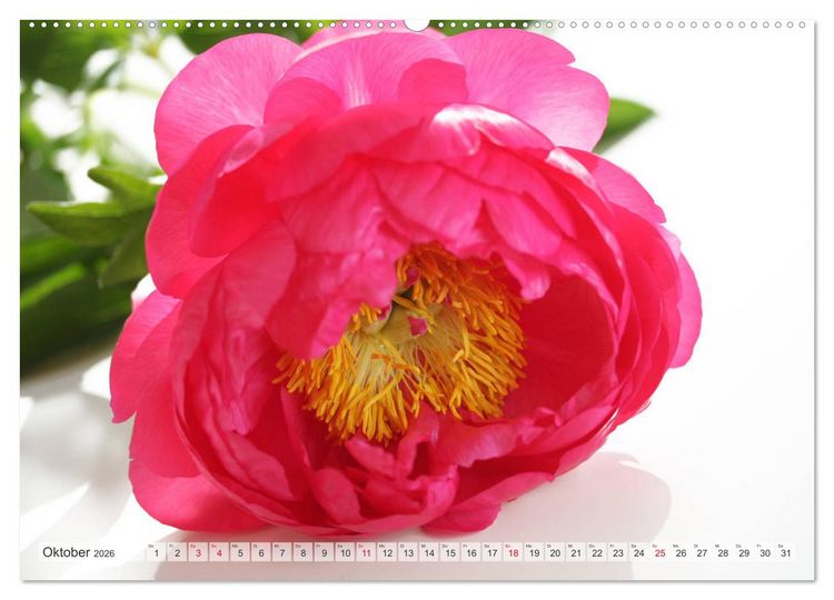 Produktbild: Blumenlust (hochwertiger Premium Wandkalender 2026 DIN A2 quer), Kunstdruck in Hochglanz