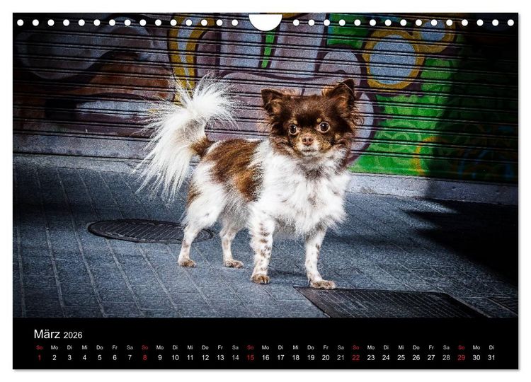 Produktbild: Chihuahuas - Cool and Cute (Wandkalender 2026 DIN A4 quer), CALVENDO Monatskalender