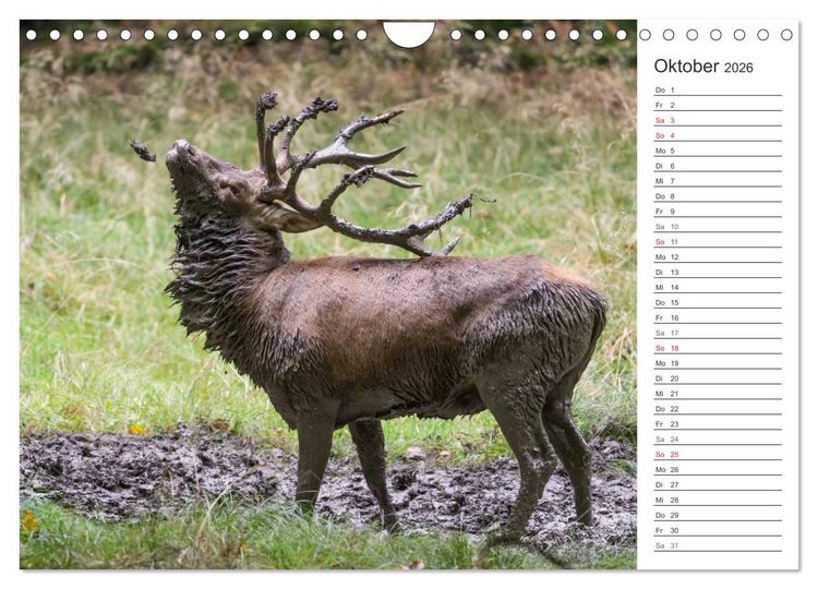 Produktbild: Emotionale Momente: Hirschbrunft. Part II. (Wandkalender 2026 DIN A4 quer), CALVENDO Monatskalender