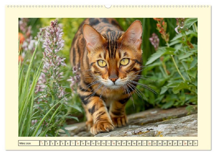 Produktbild: Toyger Katzen. Der exotische Mini-Tiger im Garten (hochwertiger Premium Wandkalender 2026 DIN A2 quer), Kunstdruck in Hochglanz