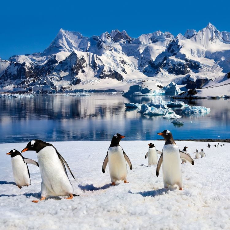Produktbild: Penguins 2027
