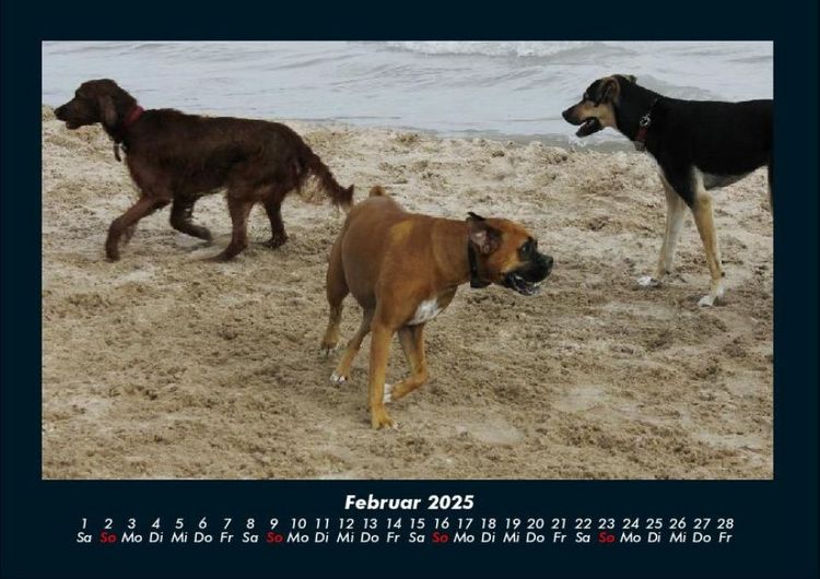 Produktbild: Hundezauber 2025 Fotokalender DIN A4