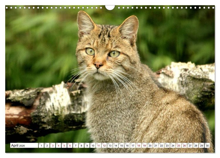 Produktbild: Wildkatzen - Die lautlosen J&auml;ger des Waldes (Wandkalender 2026 DIN A3 quer), CALVENDO Monatskalender