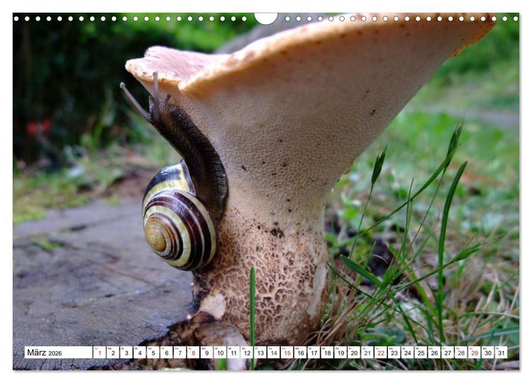 Produktbild: Meine Schnecken (Wandkalender 2026 DIN A3 quer), CALVENDO Monatskalender