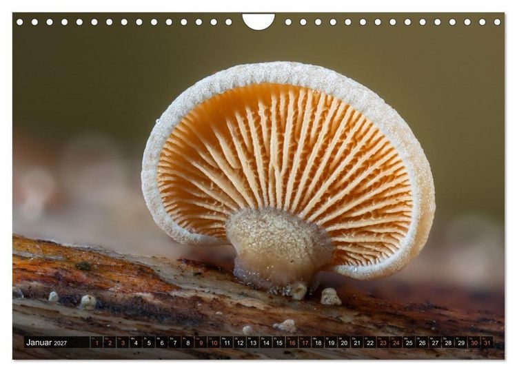 Produktbild: Kunstgalerie Wald - die verborgene Welt der Pilze (Wandkalender 2027 DIN A4 quer), CALVENDO Monatskalender