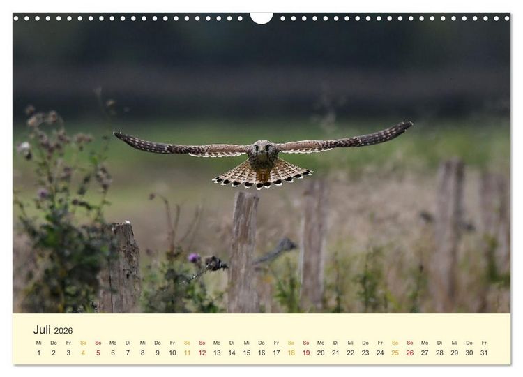 Produktbild: Im Revier der Falken (Wandkalender 2026 DIN A3 quer), CALVENDO Monatskalender