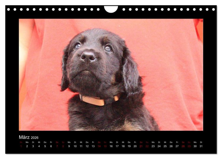 Produktbild: Der Hovawart... Dein Freund f&uuml;rs Leben ! (Wandkalender 2026 DIN A4 quer), CALVENDO Monatskalender
