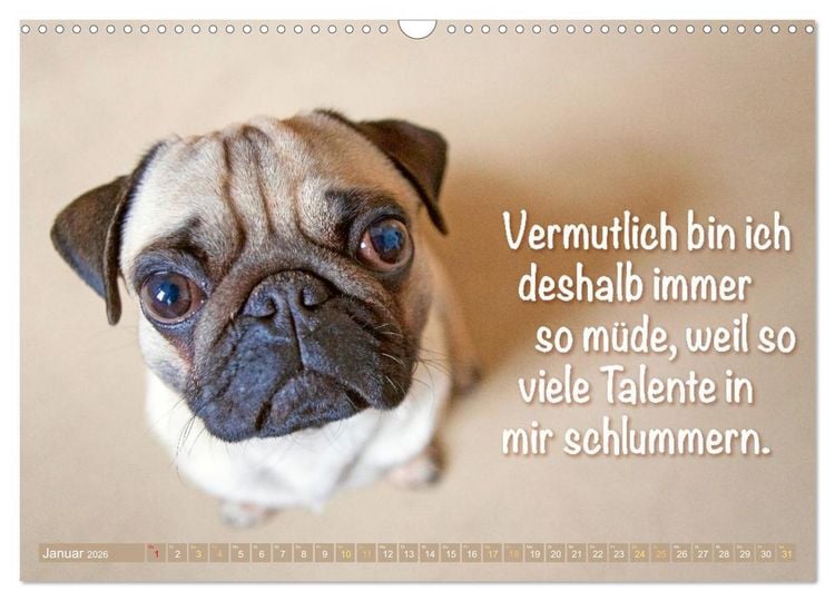 Produktbild: Mopsala: Vom Gl&uuml;ck, ein Mops zu sein (Wandkalender 2026 DIN A3 quer), CALVENDO Monatskalender