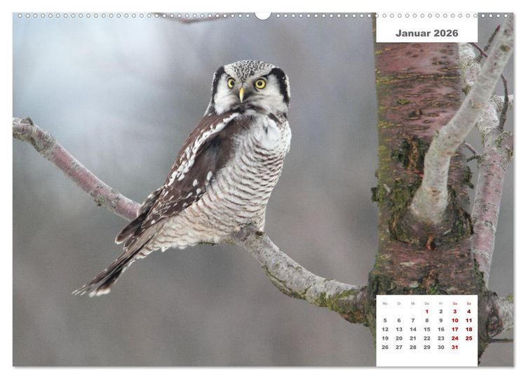 Produktbild: Zwei Tierfotografen Zw&ouml;lf Highlights (Wandkalender 2026 DIN A2 quer), CALVENDO Monatskalender