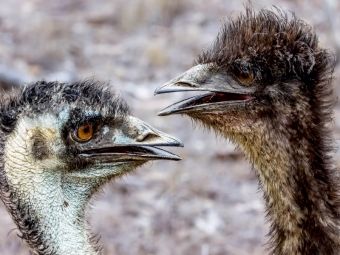 Produktbild: CALVENDO Puzzle Emus in den Mareeba Wetlands 1000 Teile Puzzle quer | 1000 Teile Lege-Gr&ouml;&szlig;e 64 &times; 48 cm Foto-Puzzle f&uuml;r gl&uuml;ckliche Stunden