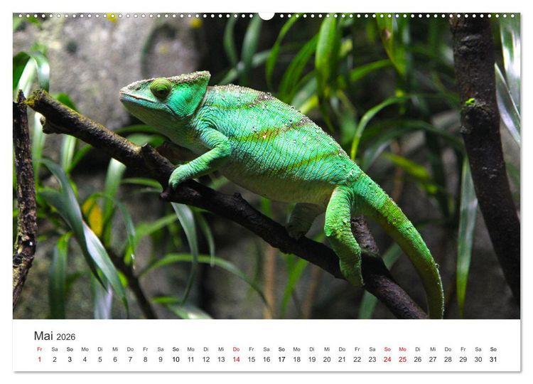 Produktbild: Reptilien - Tierische Farbenpracht (hochwertiger Premium Wandkalender 2026 DIN A2 quer), Kunstdruck in Hochglanz