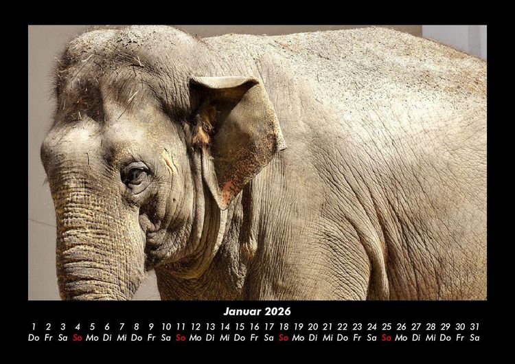 Produktbild: Der Elefantenkalender 2026 Fotokalender DIN A3