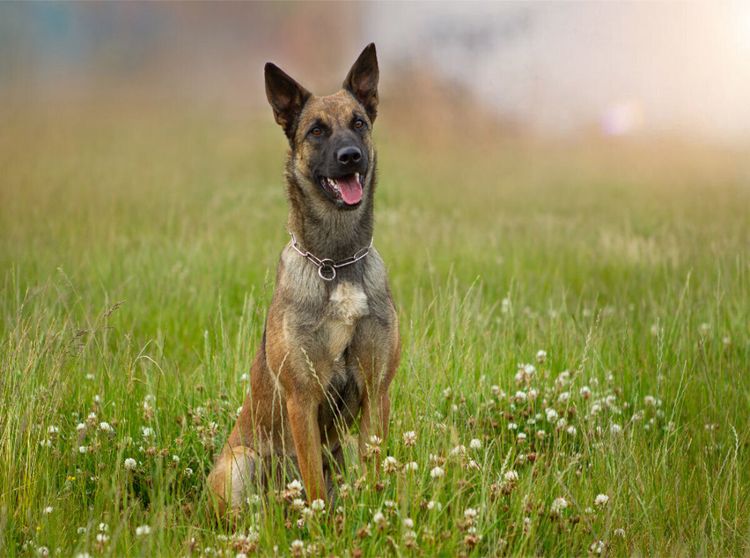 Produktbild: CALVENDO Puzzle Ein Motiv aus dem Kalender Traumhund Malinois | 2000 Teile Lege-Gr&ouml;&szlig;e 90x67cm Foto-Puzzle f&uuml;r gl&uuml;ckliche Stunden