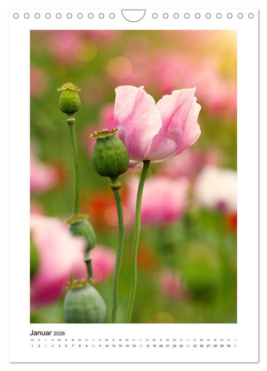 Produktbild: Zauber der Mohnbl&uuml;te (Wandkalender 2026 DIN A4 hoch), CALVENDO Monatskalender