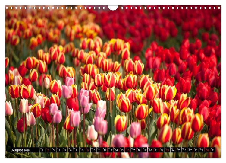 Produktbild: Tulpen (Wandkalender 2026 DIN A3 quer), CALVENDO Monatskalender