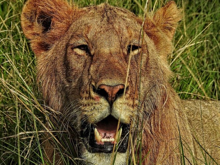 Produktbild: CALVENDO Puzzle L&ouml;we in der Masai Mara | 1000 Teile Lege-Gr&ouml;&szlig;e 64x48cm Foto-Puzzle f&uuml;r gl&uuml;ckliche Stunden