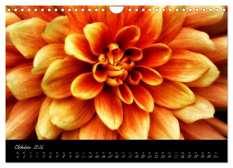 Produktbild: Floral Portraits - Blumen Impression (Wandkalender 2026 DIN A4 quer), CALVENDO Monatskalender