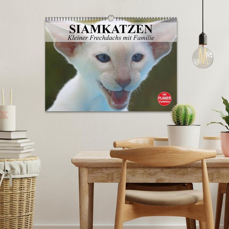 Produktbild: Siamkatzen - Kleiner Frechdachs mit Familie (Wandkalender 2026 DIN A3 quer), CALVENDO Monatskalender