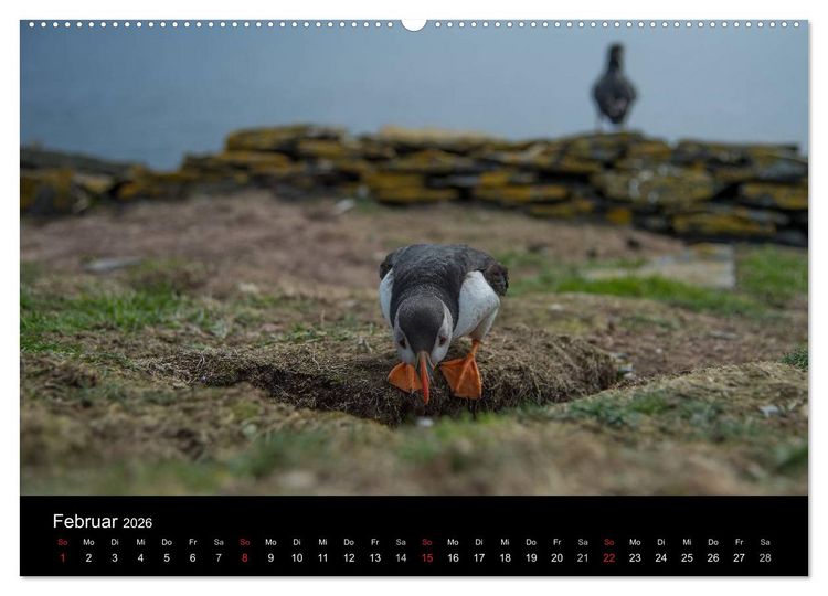 Produktbild: Papageientaucher 2026 (Wandkalender 2026 DIN A2 quer), CALVENDO Monatskalender