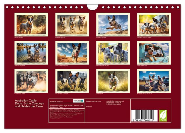 Produktbild: Australian Cattle Dogs. Echte Cowboys und Helden der Farm (Wandkalender 2026 DIN A4 quer), CALVENDO Monatskalender