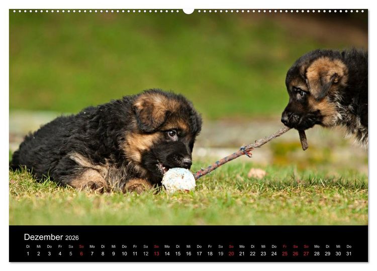 Produktbild: Deutscher Sch&auml;ferhund - Welpen (hochwertiger Premium Wandkalender 2026 DIN A2 quer), Kunstdruck in Hochglanz