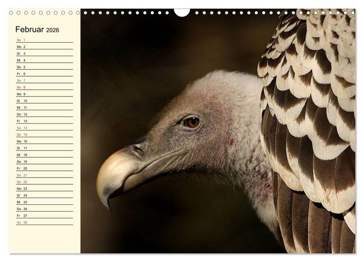 Produktbild: Greifv&ouml;gel (Wandkalender 2026 DIN A3 quer), CALVENDO Monatskalender