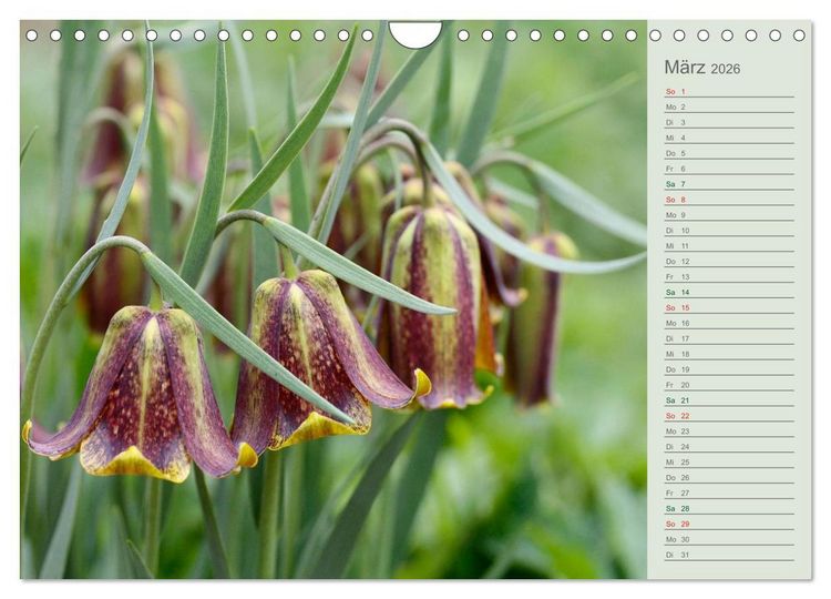 Produktbild: Liebenswerte Gl&ouml;ckchen (Wandkalender 2026 DIN A4 quer), CALVENDO Monatskalender