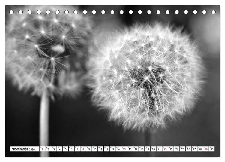 Produktbild: Pusteblumenzauber in schwarzwei&szlig; (Tischkalender 2026 DIN A5 quer), CALVENDO Monatskalender