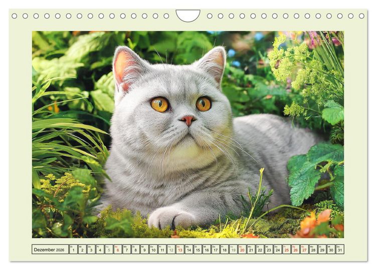 Produktbild: British Shorthair. Sanfte W&uuml;rde und Katzengl&uuml;ck im Gr&uuml;nen (Wandkalender 2026 DIN A4 quer), CALVENDO Monatskalender