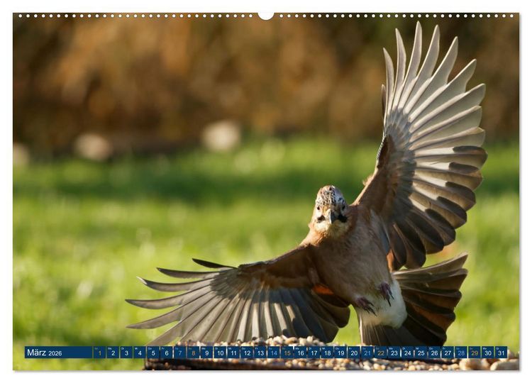 Produktbild: Eichelh&auml;her - Egon der Eichelh&auml;her fotografiert von Ostfriesenfotografie (Wandkalender 2026 DIN A2 quer), CALVENDO Monatskalender