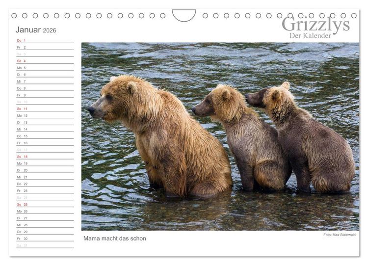 Produktbild: Grizzlys - Der Kalender (Wandkalender 2026 DIN A4 quer), CALVENDO Monatskalender