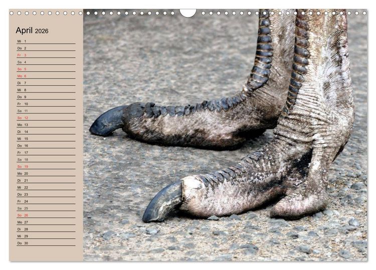 Produktbild: Vogel Strau&szlig;. Imposanter Riese und L&auml;ufer (Wandkalender 2026 DIN A3 quer), CALVENDO Monatskalender