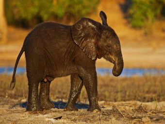 Produktbild: CALVENDO Puzzle Junger Elefant in Botswana | 1000 Teile Lege-Gr&ouml;&szlig;e 64x48cm Foto-Puzzle f&uuml;r gl&uuml;ckliche Stunden