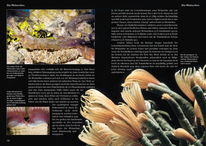 Produktbild: Röhrenwürmer im Meerwasseraquarium