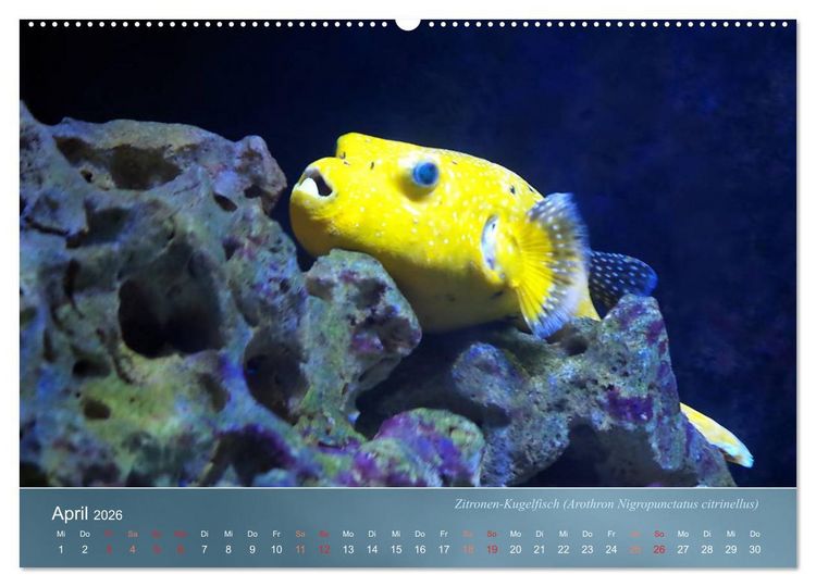 Produktbild: Bunte Riffbewohner - Fische, Anemonen und noch viel mehr (Wandkalender 2026 DIN A2 quer), CALVENDO Monatskalender