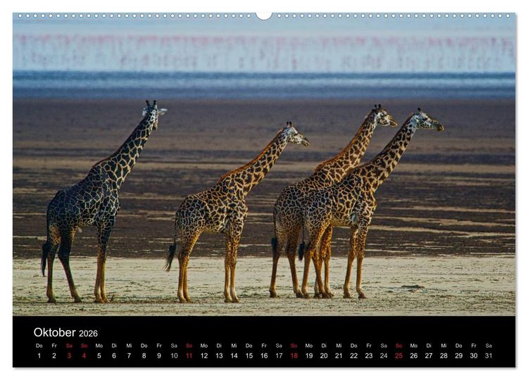 Produktbild: GIRAFFEN - Liebliche Riesen der afrikanischen Savanne (hochwertiger Premium Wandkalender 2026 DIN A2 quer), Kunstdruck in Hochglanz