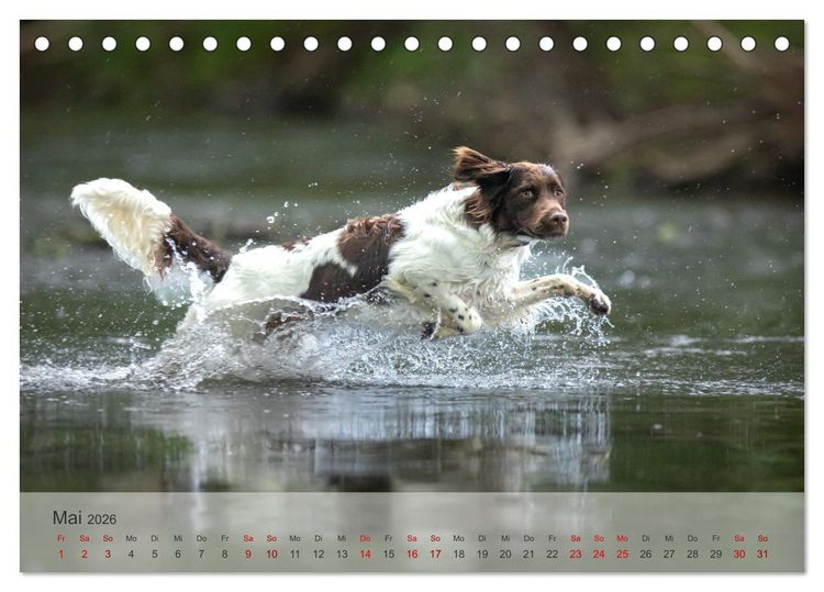 Produktbild: Der kleine M&uuml;nsterl&auml;nder (Tischkalender 2026 DIN A5 quer), CALVENDO Monatskalender