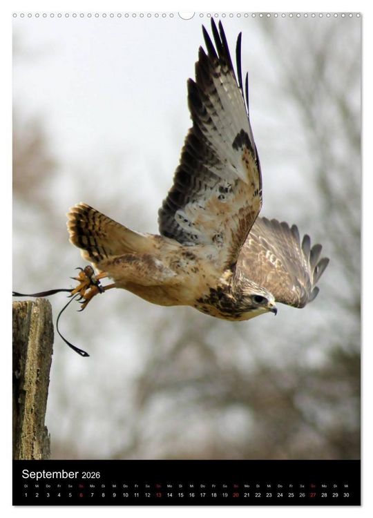 Produktbild: Scharfe Krallen, scharfe Augen, Greifv&ouml;gel und Eulen im Wildpark (hochwertiger Premium Wandkalender 2026 DIN A2 hoch), Kunstdruck in Hochglanz