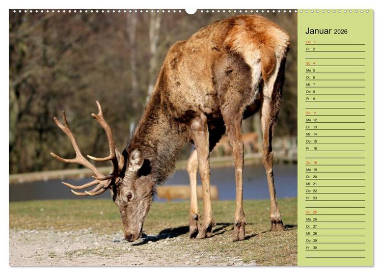 Produktbild: Hirsche - K&ouml;nige des Waldes/Geburtstagskalender (hochwertiger Premium Wandkalender 2026 DIN A2 quer), Kunstdruck in Hochglanz