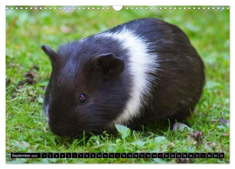 Produktbild: Kuschelige Meerschweinchen (Wandkalender 2026 DIN A3 quer), CALVENDO Monatskalender
