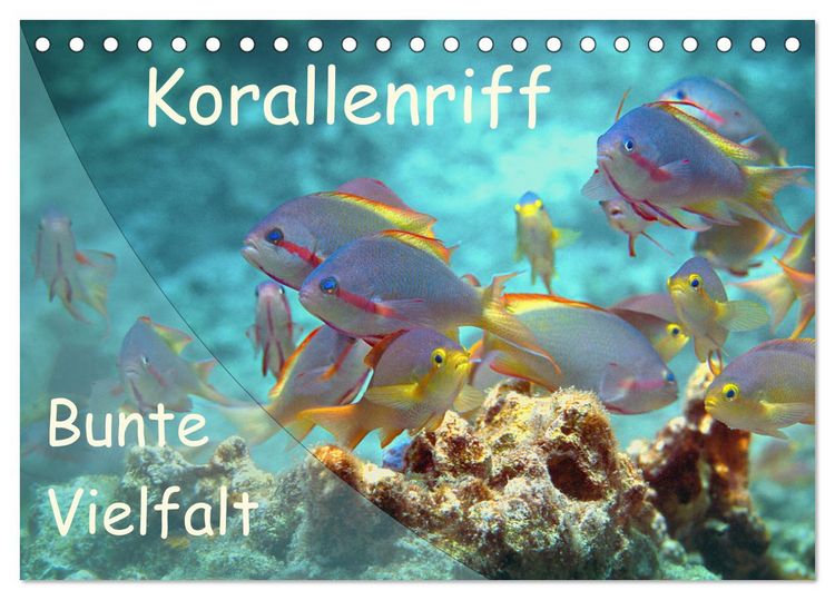 Produktbild: Bunte Vielfalt im Korallenriff (Tischkalender 2026 DIN A5 quer), CALVENDO Monatskalender