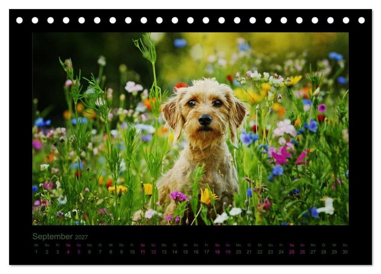 Produktbild: Elli Pirelli... aus dem Leben eines fr&ouml;hlichen Pinscher-Dackel-M&auml;dels (Tischkalender 2027 DIN A5 quer), CALVENDO Monatskalender