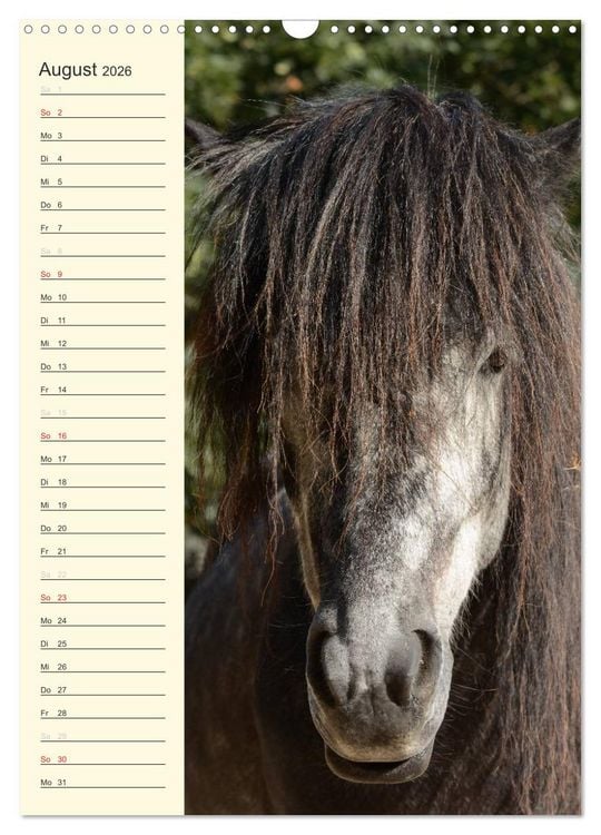 Produktbild: Islandpferde Geburtstagskalender (Wandkalender 2026 DIN A3 hoch), CALVENDO Monatskalender