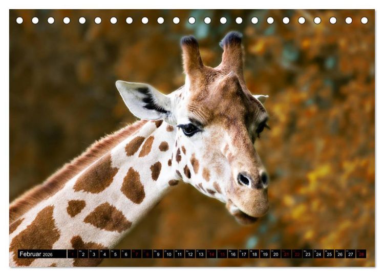 Produktbild: Wild Animals - Wilde Tiere (Tischkalender 2026 DIN A5 quer), CALVENDO Monatskalender