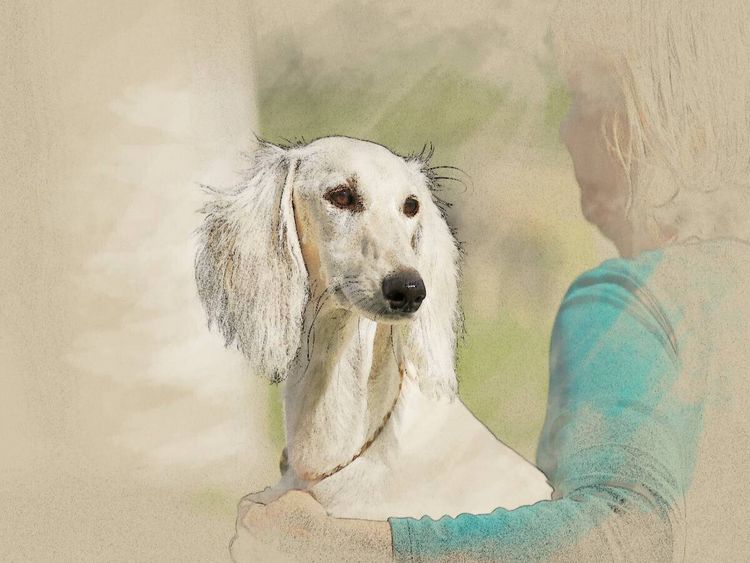 Produktbild: CALVENDO Puzzle Ein Motiv aus dem Kalender Saluki Portraits | 1000 Teile Lege-Gr&ouml;&szlig;e 64x48cm Foto-Puzzle f&uuml;r gl&uuml;ckliche Stunden