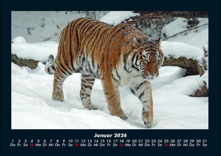 Produktbild: Tiger 2026 Fotokalender DIN A4